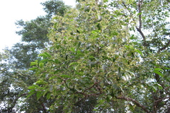 Cassine glauca